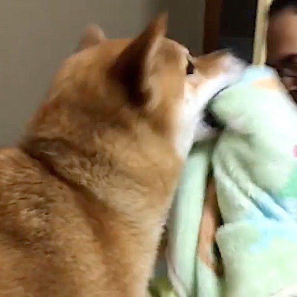 布団を持ってきてくれる柴犬