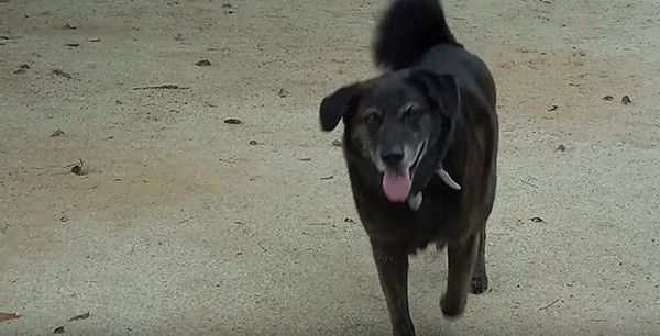 公園で遊ぶ犬