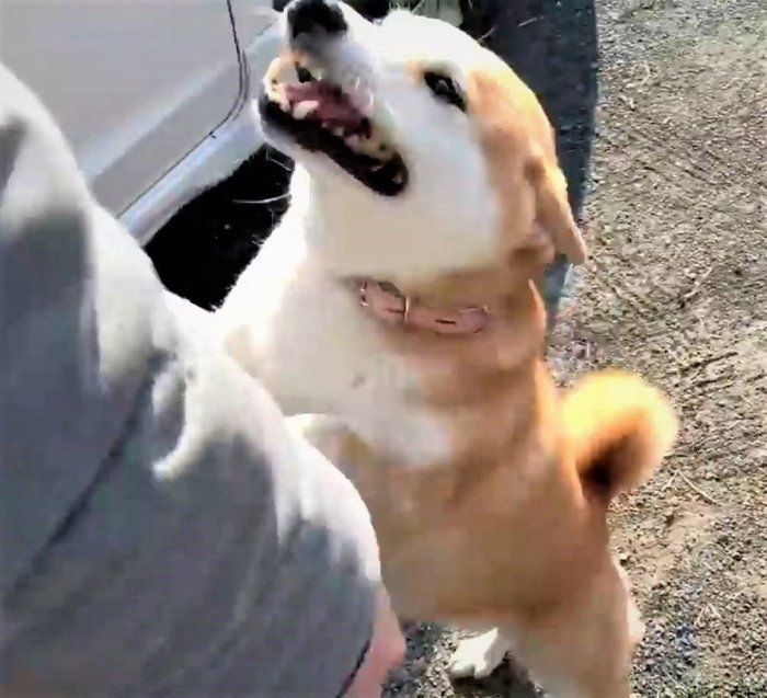 喜ぶ柴犬