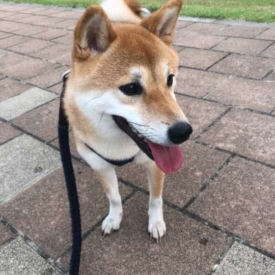 散歩する柴