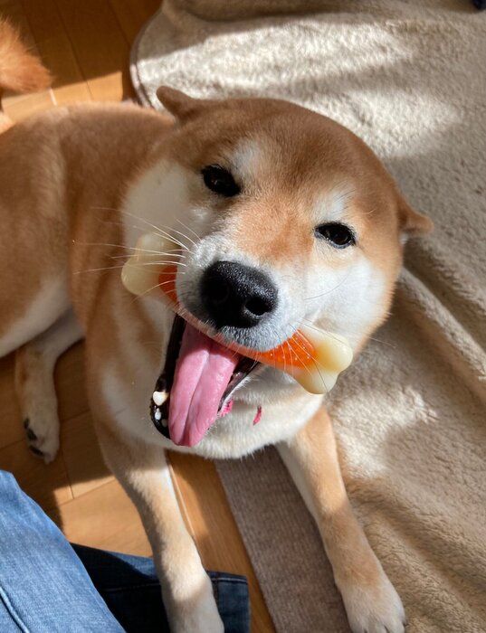 あっかんべーをするすずちゃん