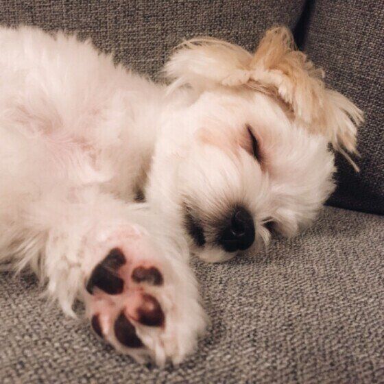 ソファで眠るマルチーズ