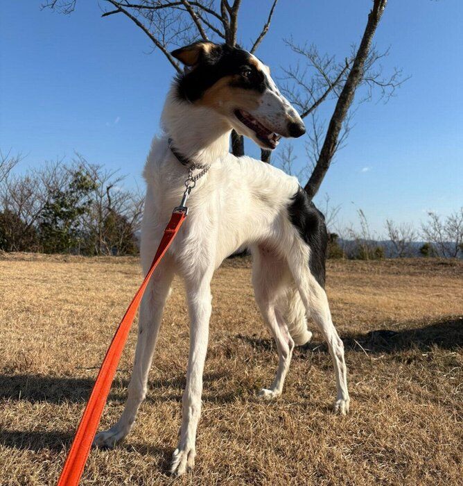 生後8カ月のころに撮影したシュカちゃん