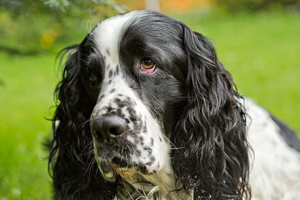 レノックス(スパニエル犬) Jewelled Springer Spaniels レノックス(スパニエル犬) Jewelled Springer Spaniels
