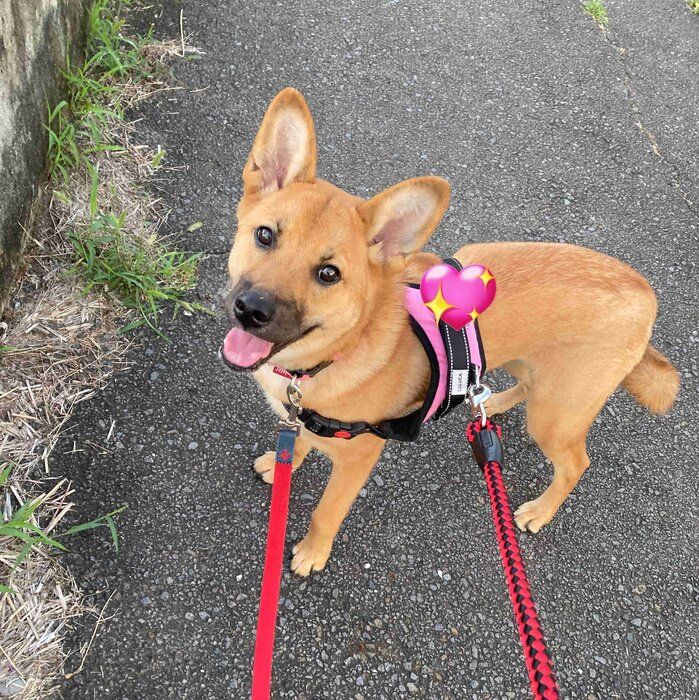 お散歩中、嬉しそうな表情の犬