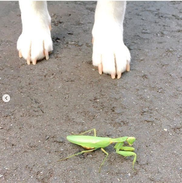 カマキリを見つけた白柴・きなこちゃん