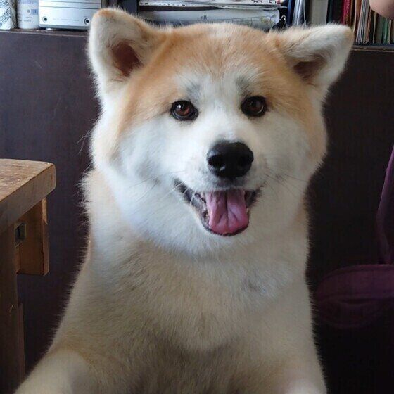 見つめる秋田犬