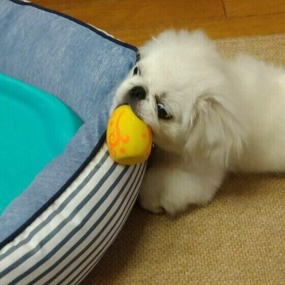 遊ぶ犬