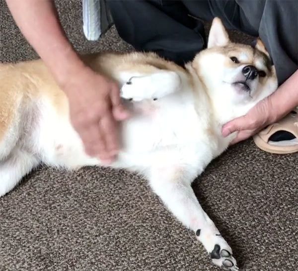 横になる柴犬