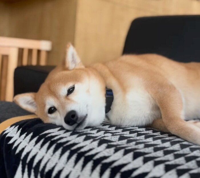 まったりするあんこちゃん