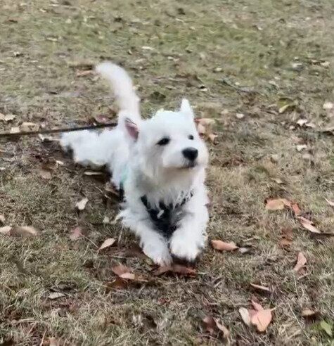 ほふく前進するくまたろうくん