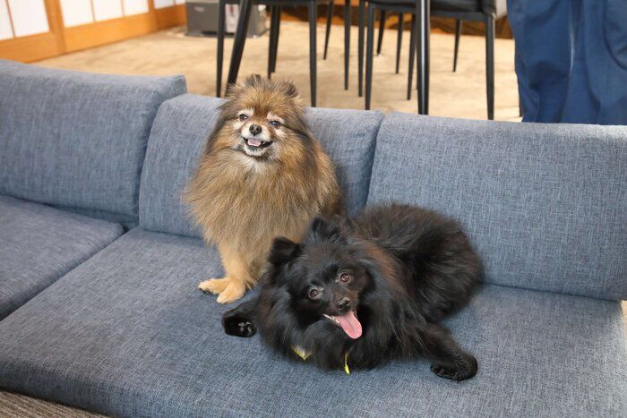 同居犬のめろんくんとも仲よし。みかんちゃんがじゃれついても、穏やかに接してくれるそう(撮影/尾﨑たまき)