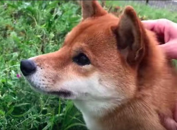 柴犬