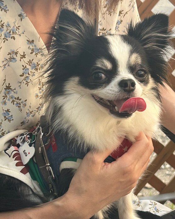 飼い主さんの母の膝に乗るチワワ