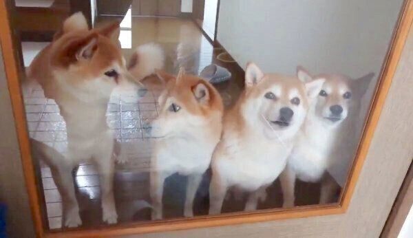 玄関でお出迎えをする柴犬一家