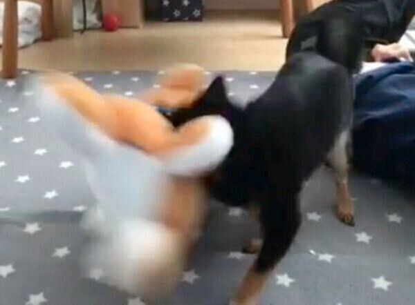 柴犬のぬいぐるみで遊ぶあずきちゃん