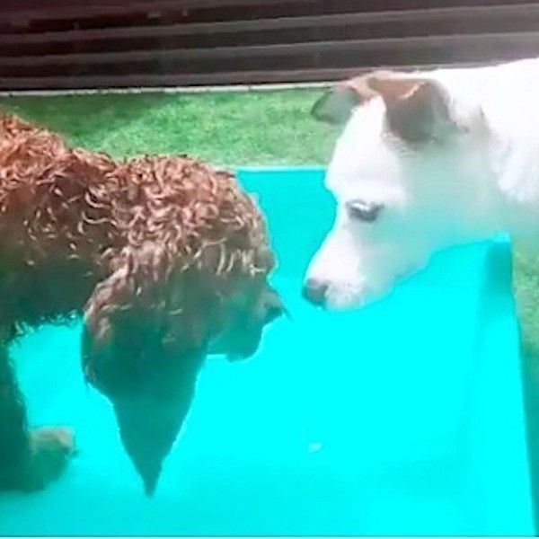 水遊びワンズ