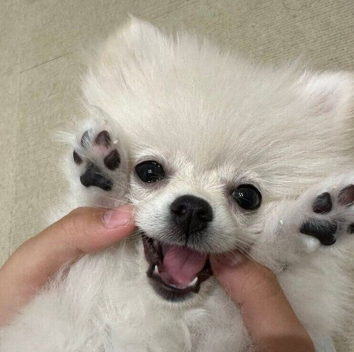 じゃれるおろちちゃん