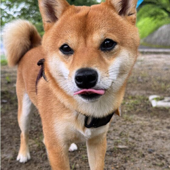 お散歩中の柴犬