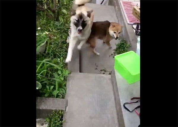 喜ぶ犬たち