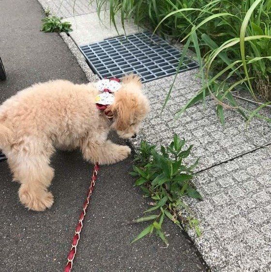 トイプードル