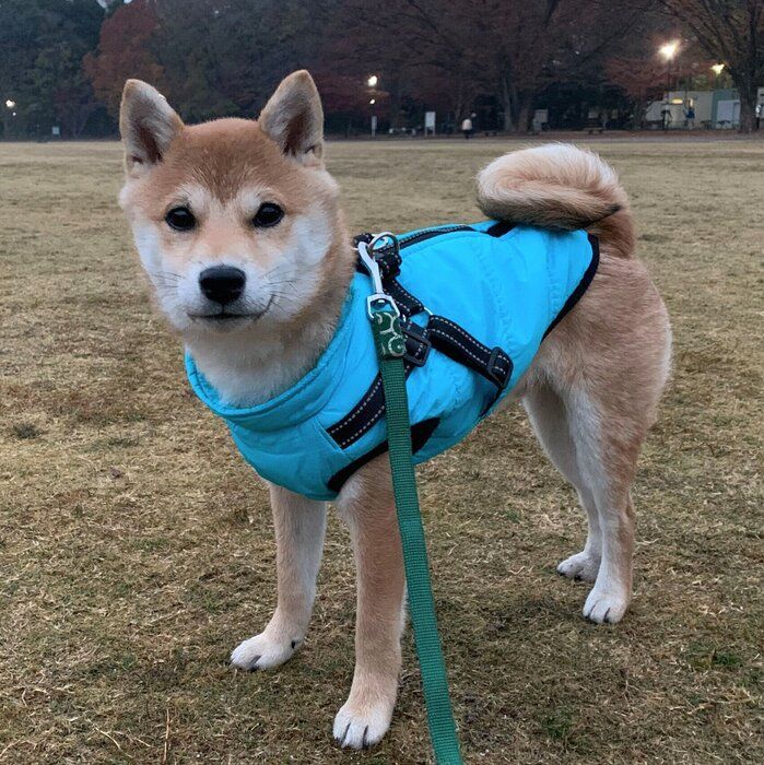 散歩をする豆吉くん