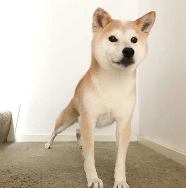 柴犬のリリコちゃん