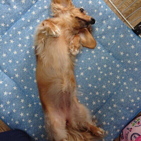 ミニチュア・ダックス リン ヘソ天