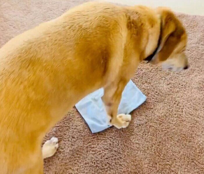 タオルの上に座ろうとするリンちゃん