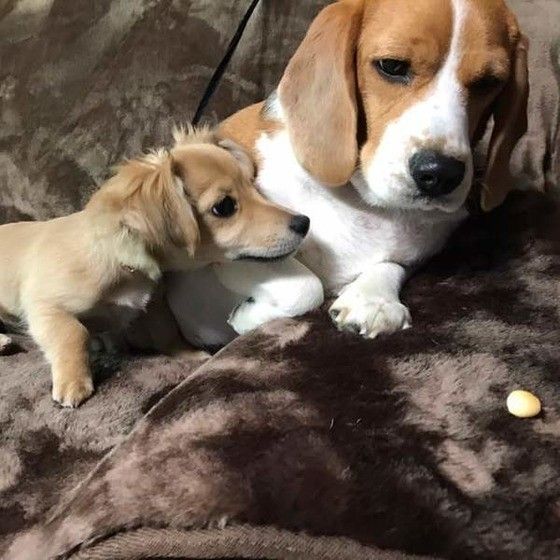 寄り添う犬