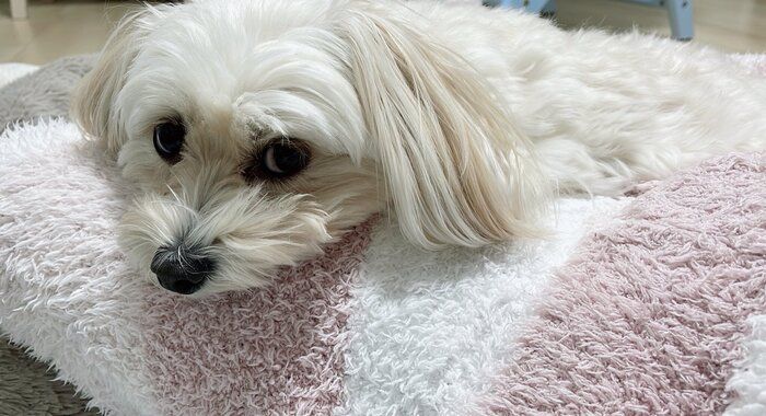 飼い主の体の上に乗る犬