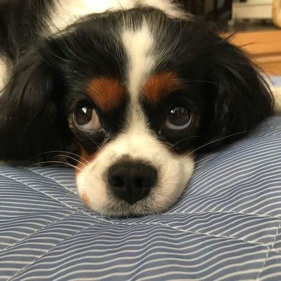 驚く犬