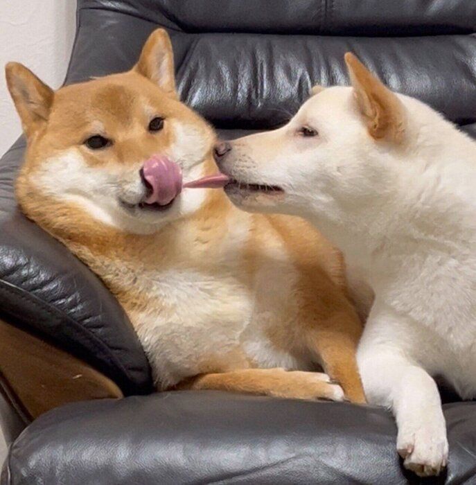 舌をぺろっとする2頭