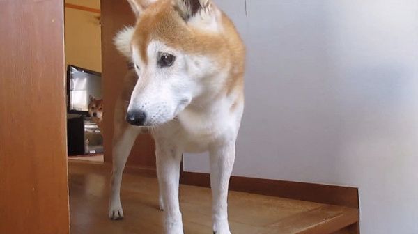 家政婦