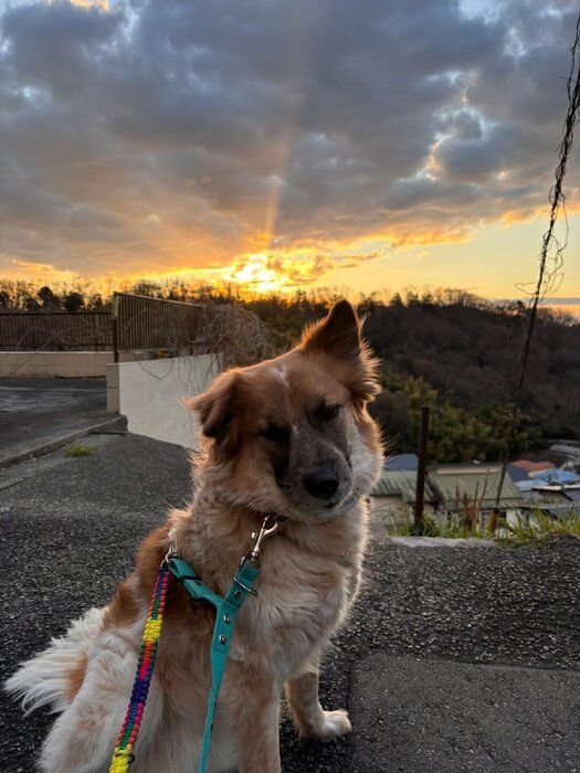 太陽と犬