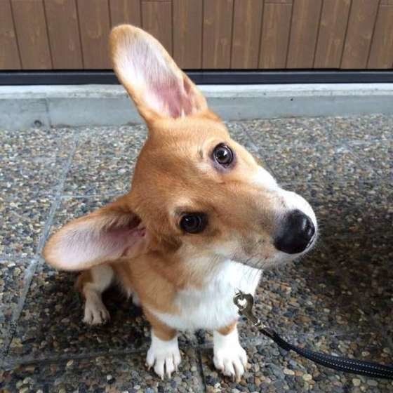 首をかしげるコーギー
