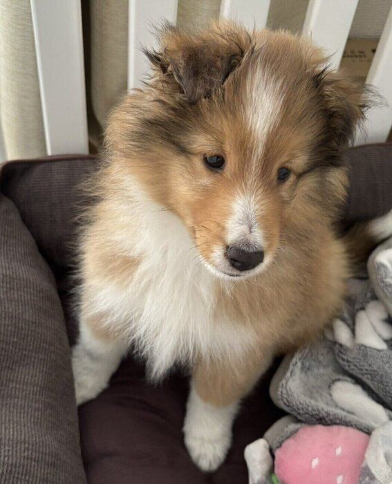 飼い主さん宅にやって来た日に撮影された1枚