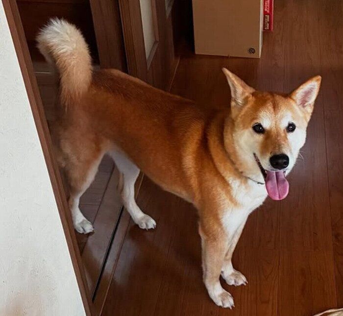 笑顔の表情の犬