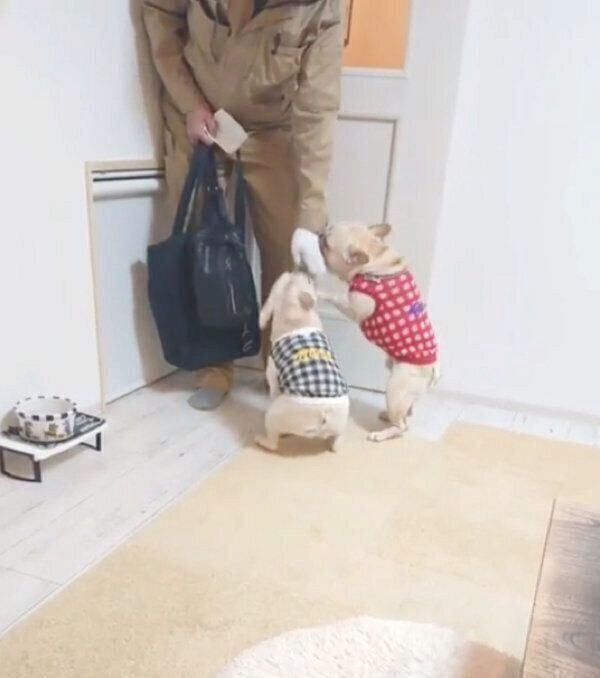 パパさんの帰宅を歓迎するボブくんとイブちゃん