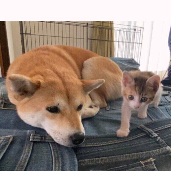 柴