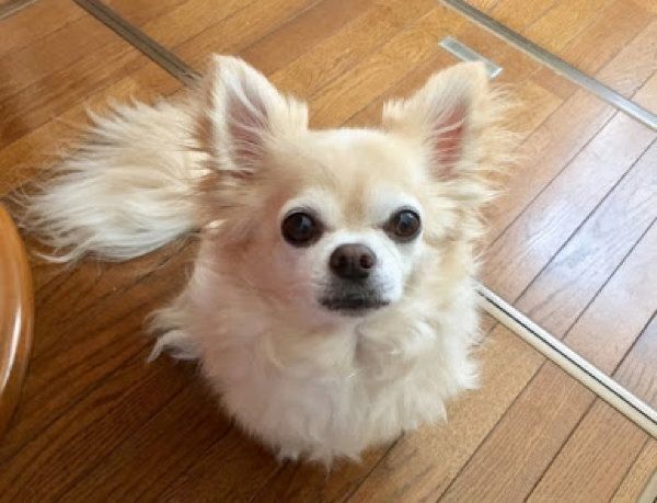 見つめる犬