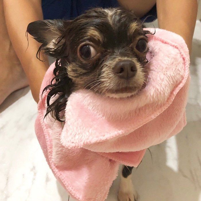 チワワ