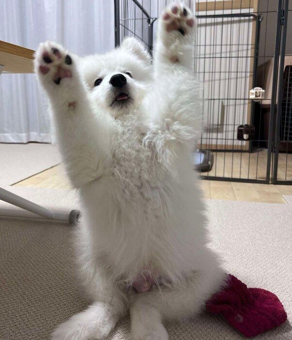 生後3カ月のころに撮影したダッツくん