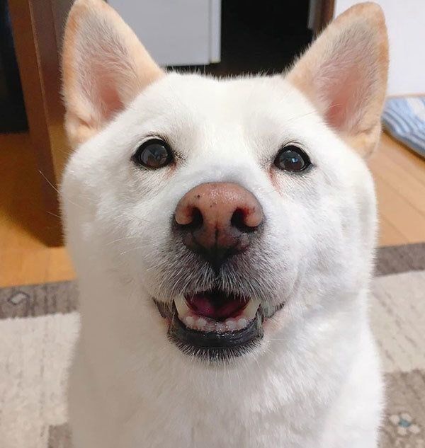 見つめる柴犬