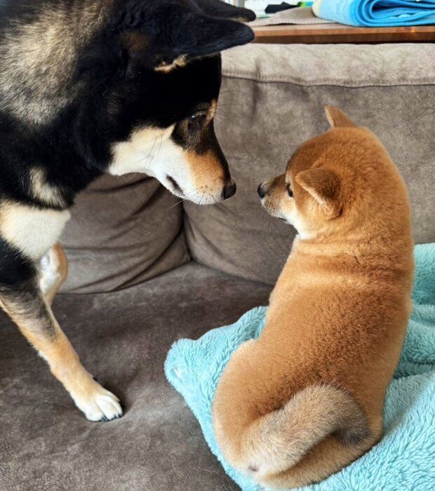 微笑ましい対面を果たしたマシュくん、先住犬・コタくん