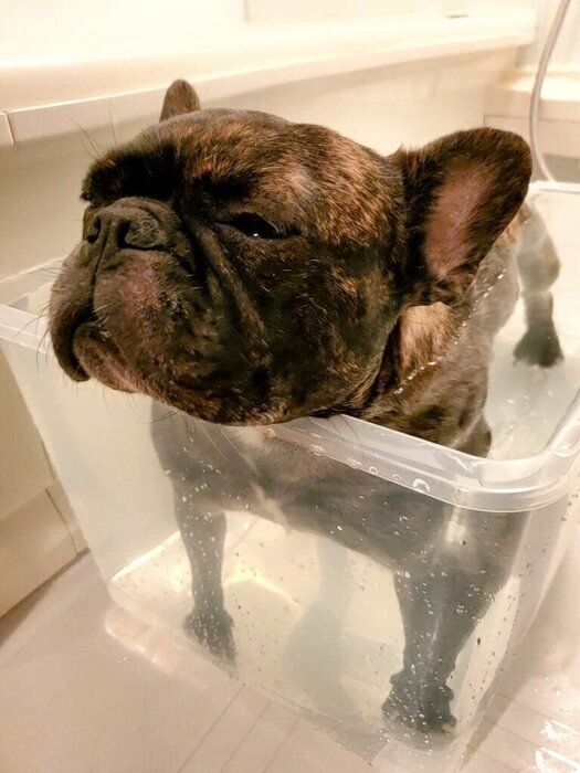 “現実逃避”をしながらお風呂に入るフレンチ・ブルドッグ