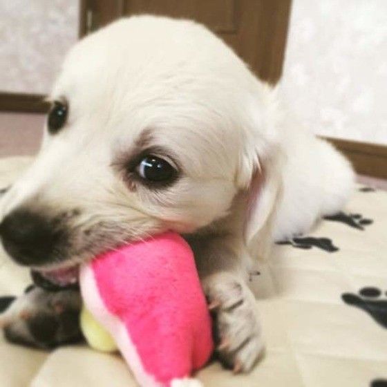 Annie