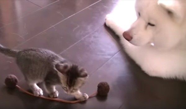 秋田犬と猫