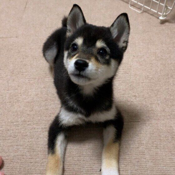 調査 愛犬が 必ず反応する音 ってなに 玄関のドアを開ける音 よりも多かったのは いぬのきもちweb Magazine