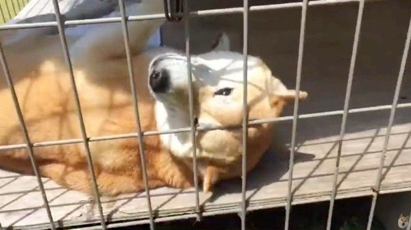 帰りを待つ犬